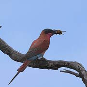 Southern Carmine Bee-eater