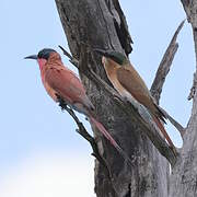 Southern Carmine Bee-eater