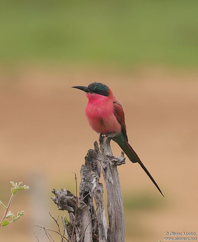 Southern Carmine Bee-eater