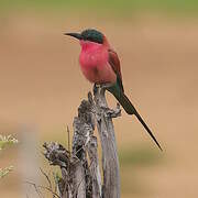 Southern Carmine Bee-eater