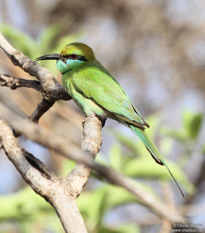 Asian Green Bee-eater