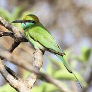 Asian Green Bee-eater