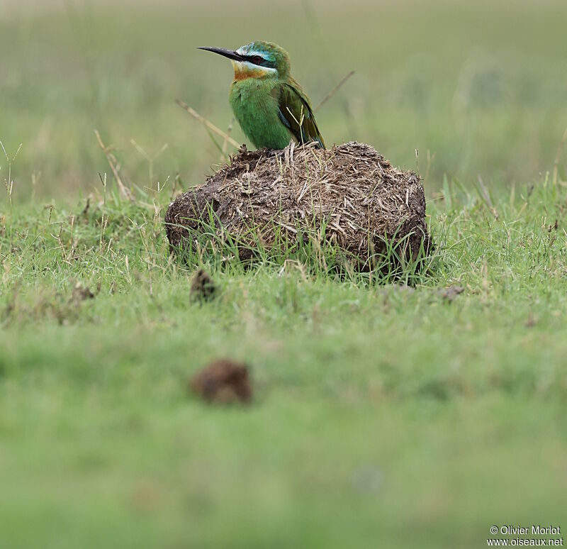 Blue-cheeked Bee-eater