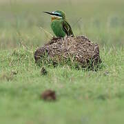 Blue-cheeked Bee-eater