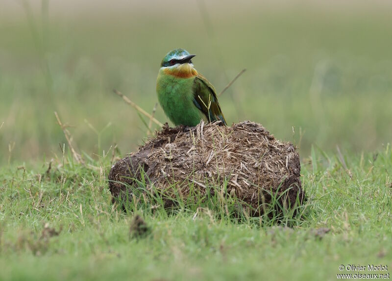 Blue-cheeked Bee-eater