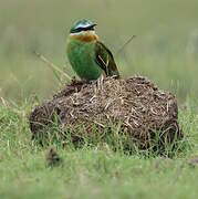 Blue-cheeked Bee-eater