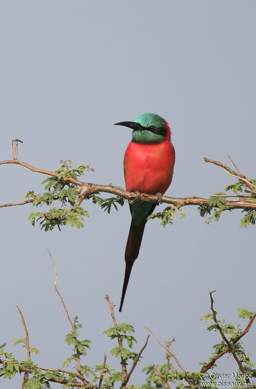 Northern Carmine Bee-eater