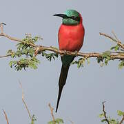 Northern Carmine Bee-eater