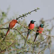 Northern Carmine Bee-eater