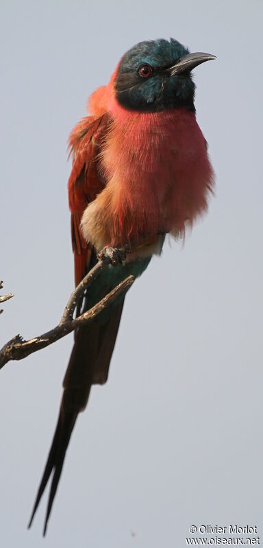 Northern Carmine Bee-eater