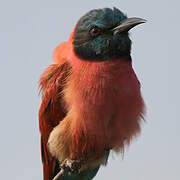 Northern Carmine Bee-eater