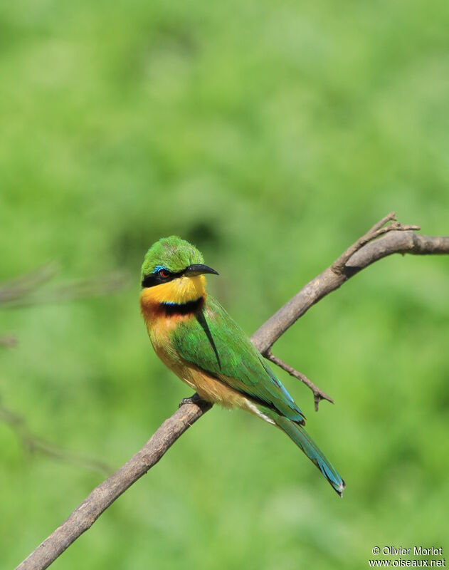 Little Bee-eater