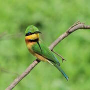 Little Bee-eater