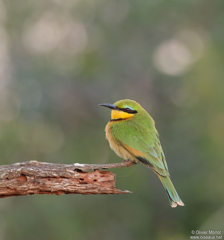 Little Bee-eater