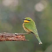 Little Bee-eater