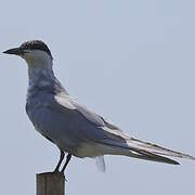 Whiskered Tern