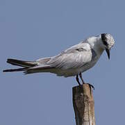 Whiskered Tern