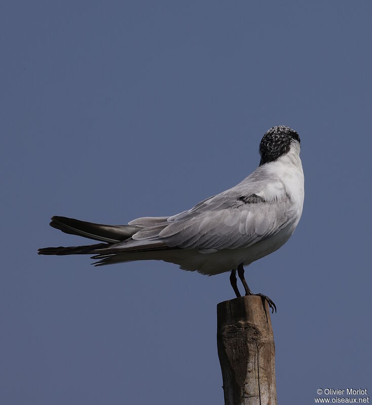 Whiskered Tern