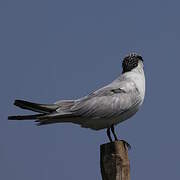 Whiskered Tern