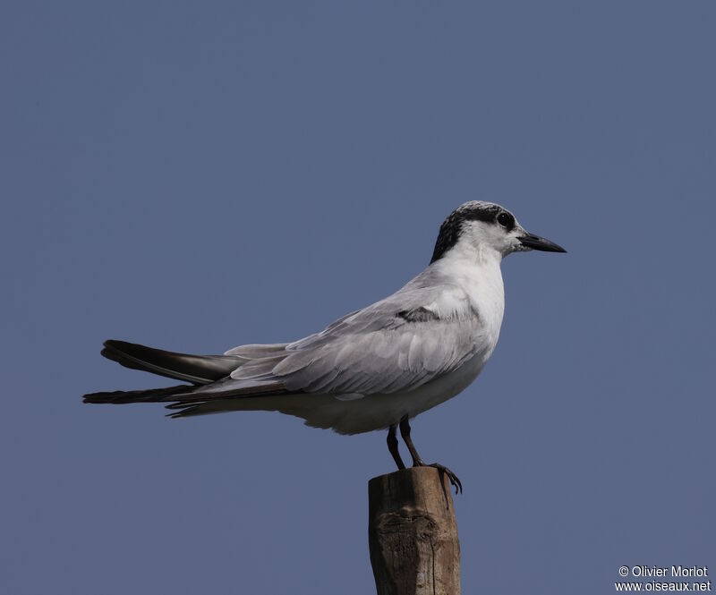 Whiskered Tern