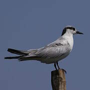 Whiskered Tern