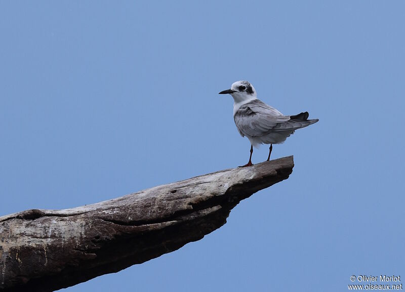 Black Tern