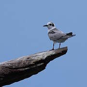 Black Tern