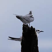 Black Tern