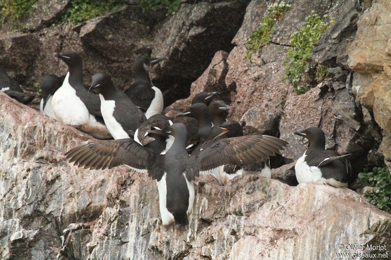 Guillemot de Brünnich