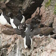 Guillemot de Brünnich