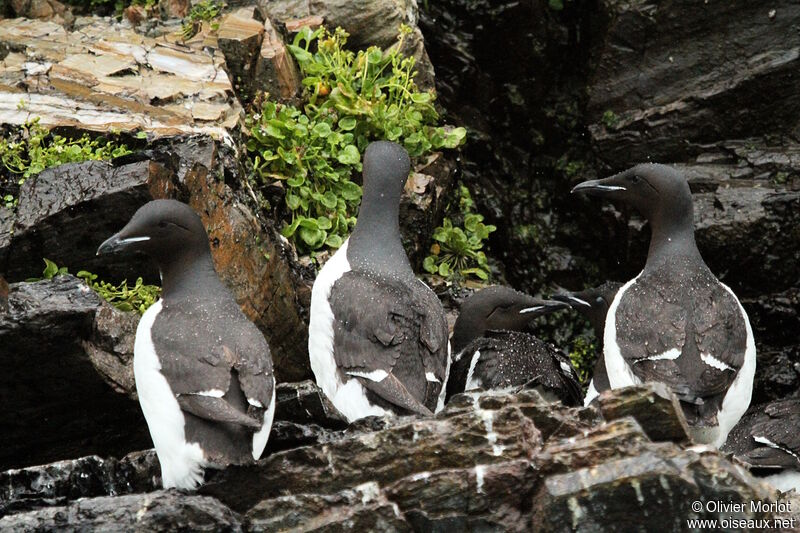 Thick-billed Murre