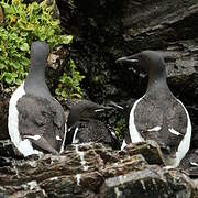 Thick-billed Murre