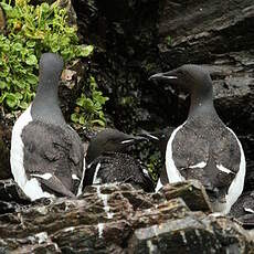 Guillemot de Brünnich