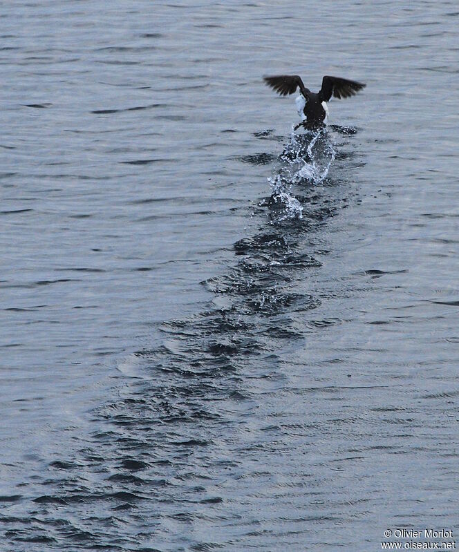 Guillemot de Troïl