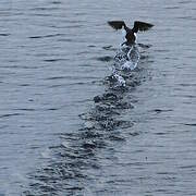 Common Murre