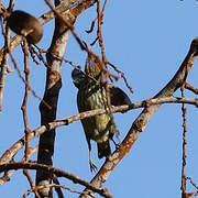 Purple Honeycreeper