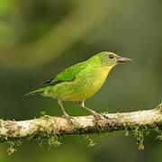 Green Honeycreeper