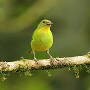 Green Honeycreeper