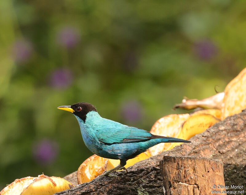 Green Honeycreeper male