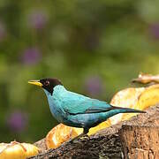 Green Honeycreeper