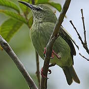 Red-legged Honeycreeper