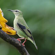 Red-legged Honeycreeper