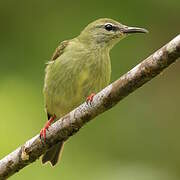 Red-legged Honeycreeper