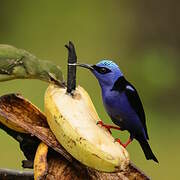 Red-legged Honeycreeper