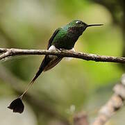 White-booted Racket-tail