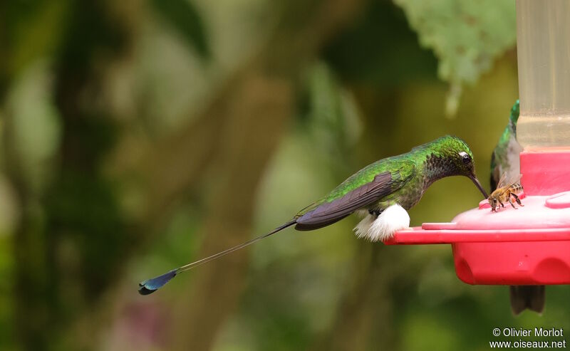 White-booted Racket-tail male