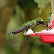 White-booted Racket-tail