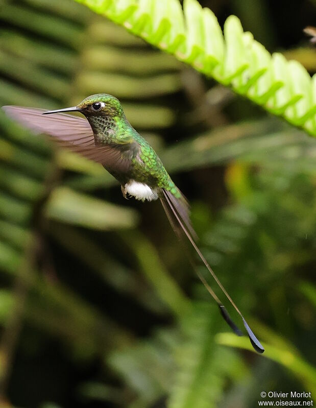 White-booted Racket-tail male