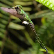 White-booted Racket-tail