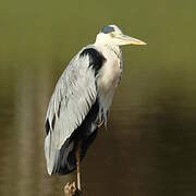 Grey Heron